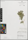 Foto von Salix pseudomedemii E. L. Wolf